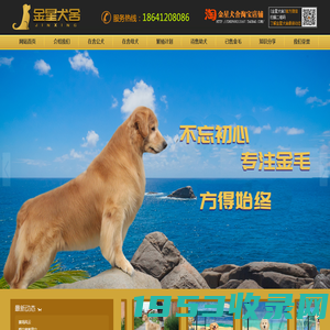 金星犬舍_血统金毛犬舍_赛级金毛_CKU金毛犬舍_辽宁血统金毛_专业犬舍、金毛犬舍