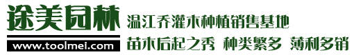 绿化苗木价格 - 常绿乔木批发 - 灌木树苗基地 - 成都途美园林绿化